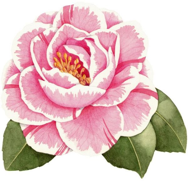 Камелия нарисовать