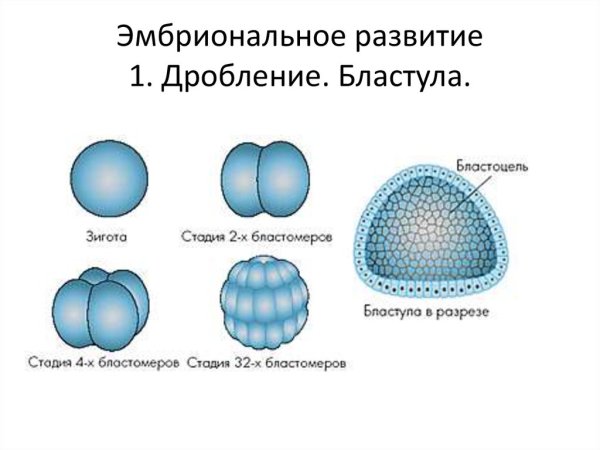 Сиговая бластула что это