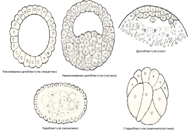 Строение бластулы