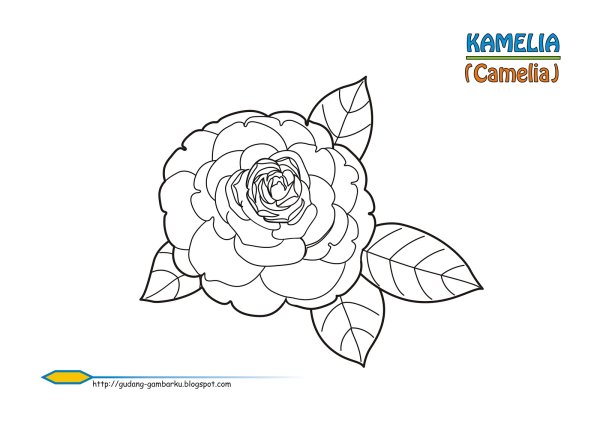 Камелия раскраска