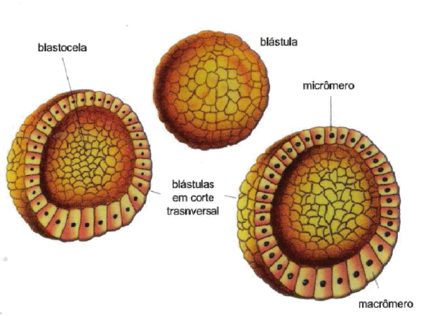 Морула рисунок