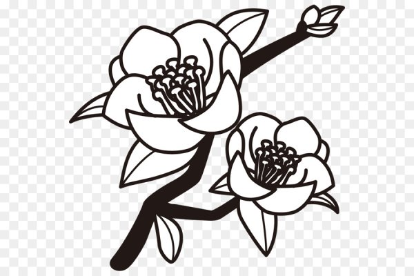 Камелия японская черно белая