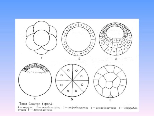 Строение бластулы лягушки