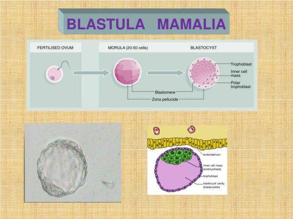 Стадия эмбриогенеза ланцетника 3 стадия