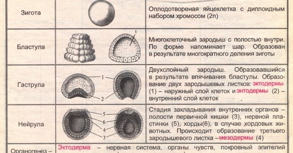Дробление зиготы ланцетника