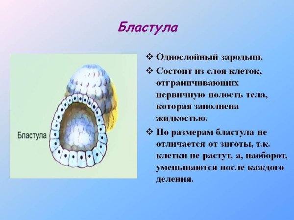 Строение бластулы ланцетника