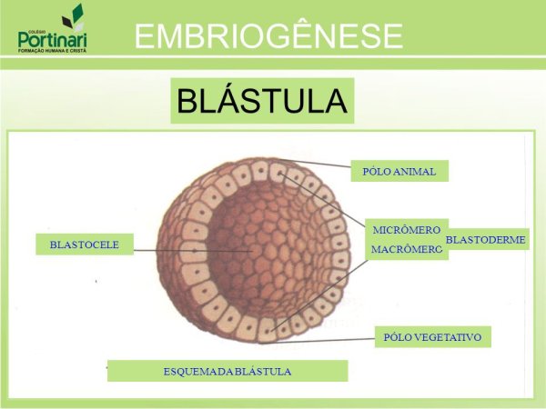 Эмбриональное развитие зигота бластула гаструла нейрула