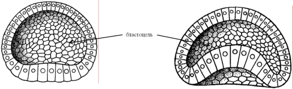 Дробление зиготы стадия бластулы
