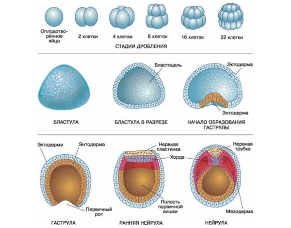 Бластула гаструла нейрула органогенез