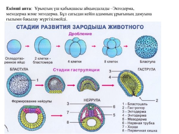 Сиговая бластула что это