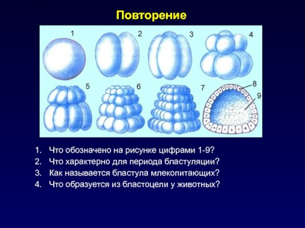 Ранние стадии эмбриогенеза. Бластула. Гаструла.