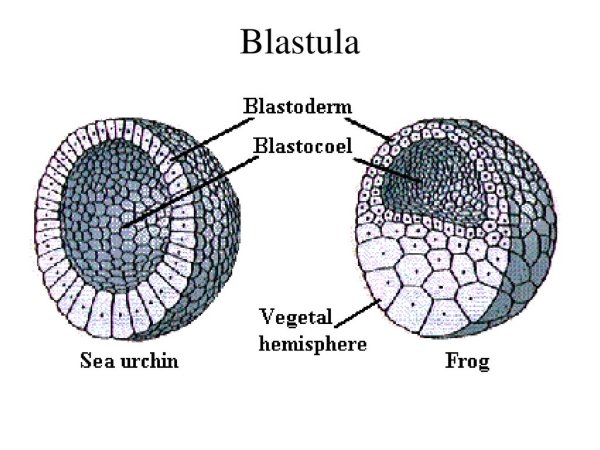 Гаструла начало образования гаструлы