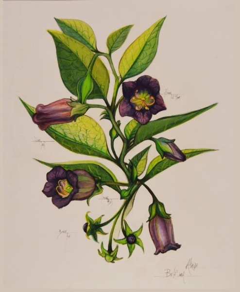 Atropa Belladonna Ботанический рисунок