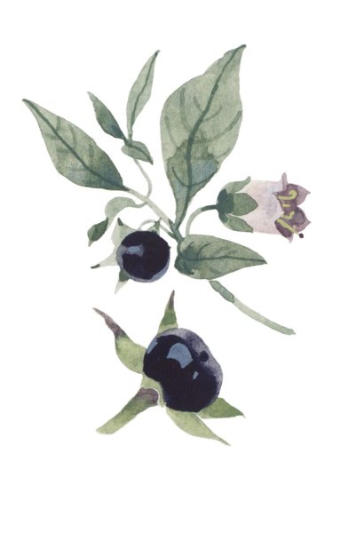 Белладонна растение