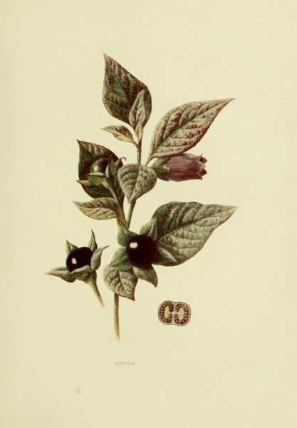 Deadly Nightshade растение