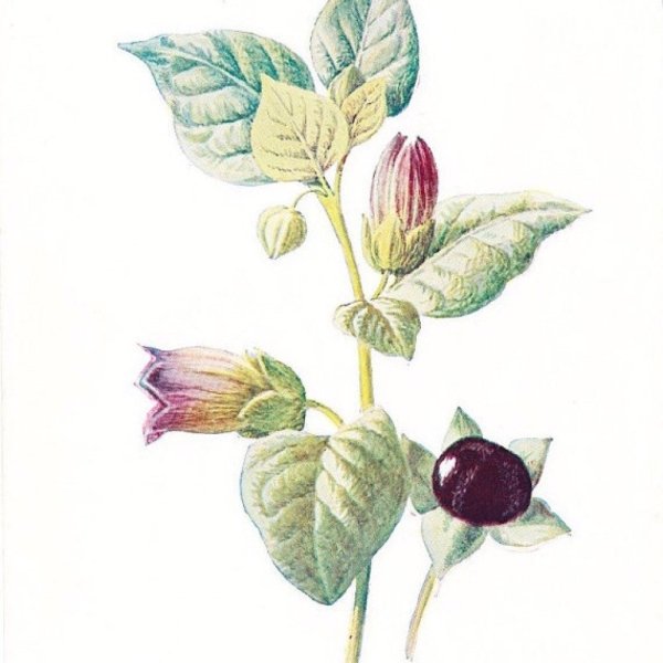 Белладонна гербарий