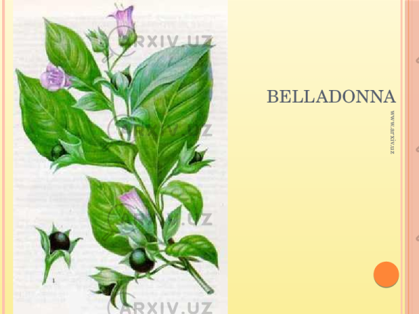 Атропа белладонна