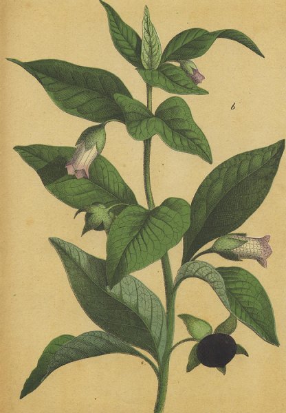 Красавка белладонна