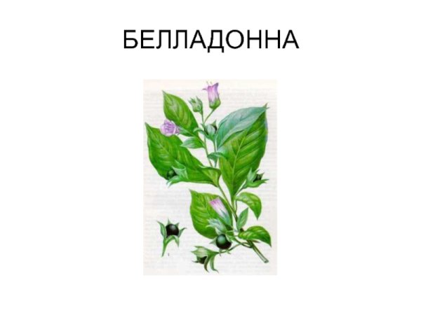 Белладонна Ботаническая иллюстрация