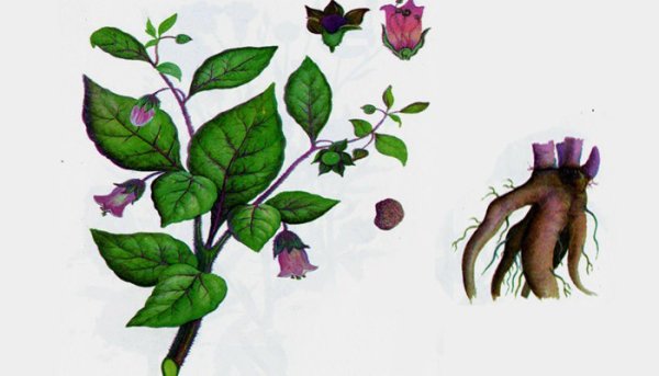 Белладонна Ботаническая иллюстрация