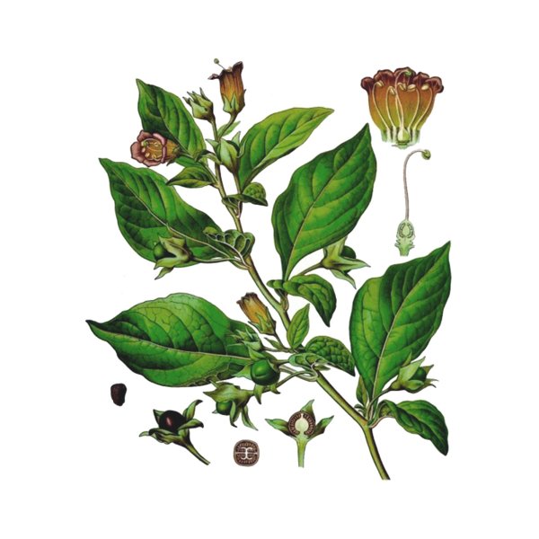 Белладонна растение рисунок