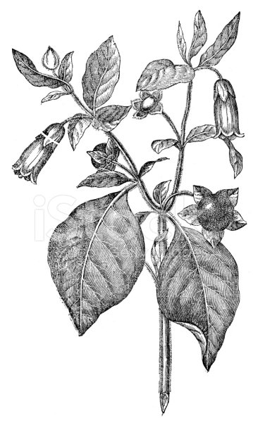 Белладонна черная