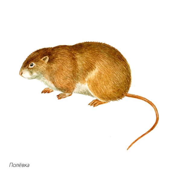 Мышка полевка на белом фоне