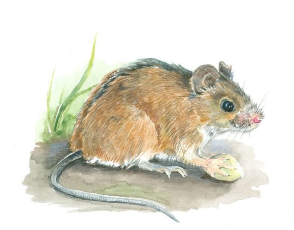 Мышь полевка