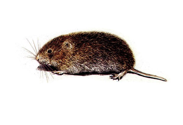 Обыкновенная полёвка