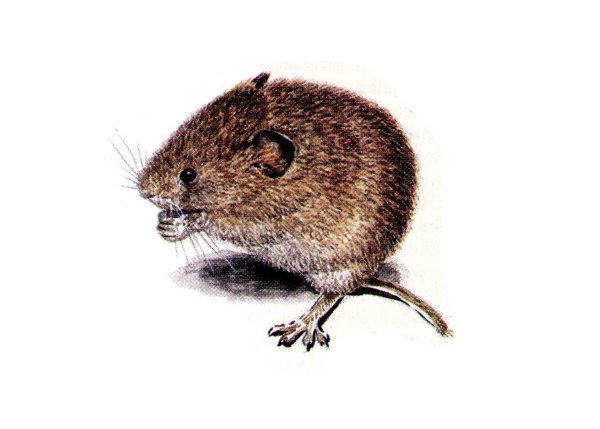 Обыкновенная полевка Microtus arvalis