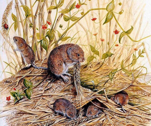 Нора мыши полевки