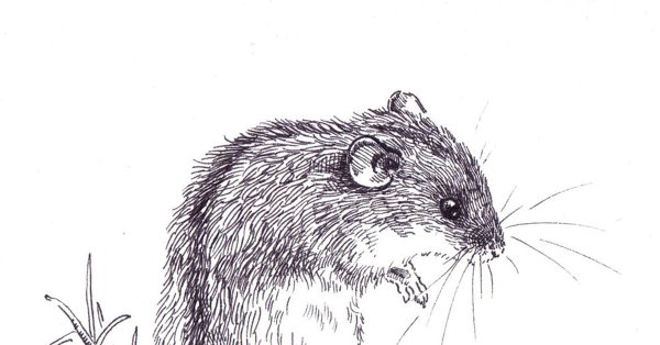 Полевка обыкновенная рисунок