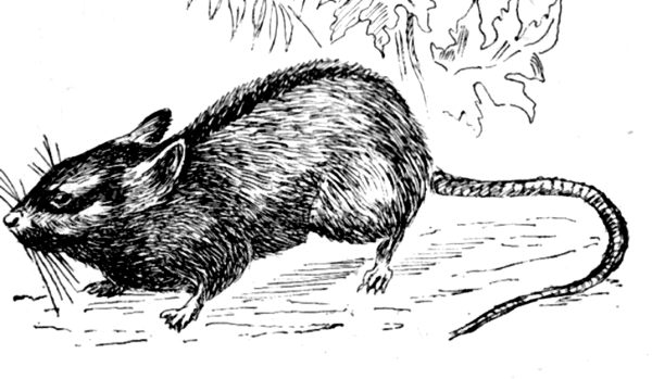 Apodemus agrarius рисунок