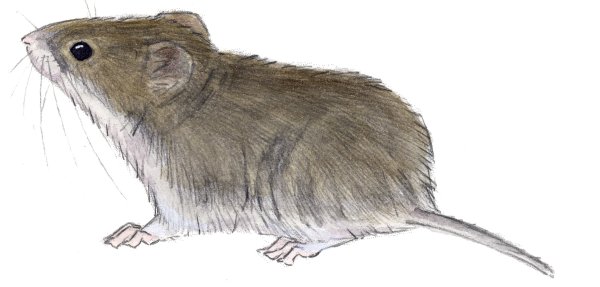 Полевка на белом фоне