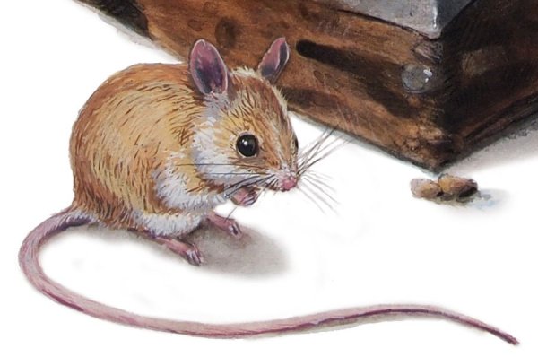 Мышь иллюстрация
