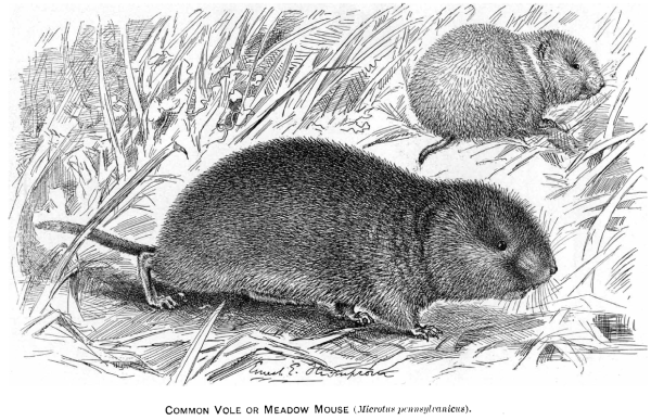 Полевка обыкновенная рисунок