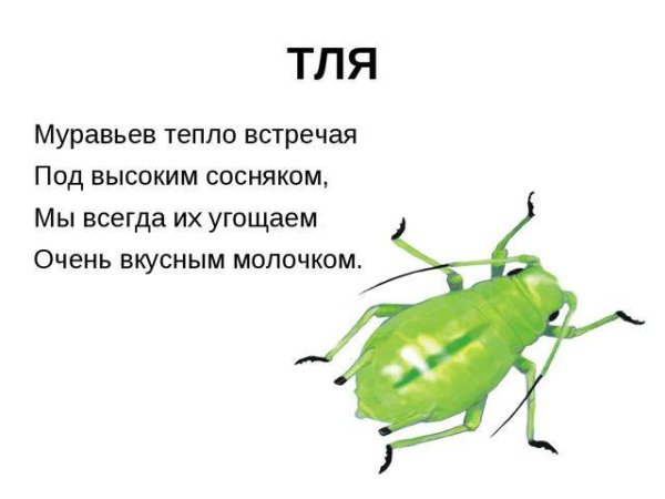 Строение тли