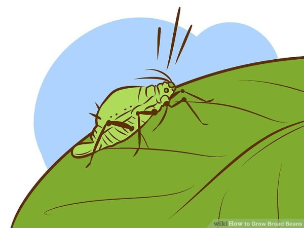 Изображение тли