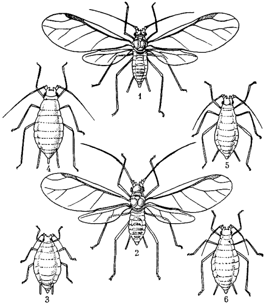 Тля насекомое