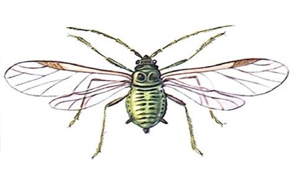 Рисунок тля насекомое