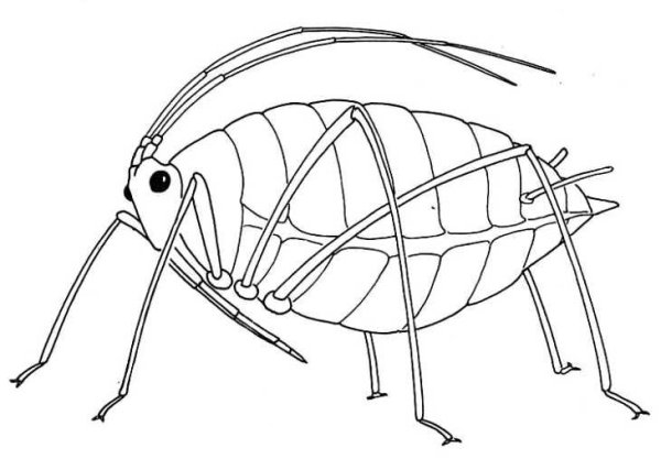 Тля насекомое