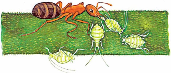 Муравьи и тля взаимоотношения