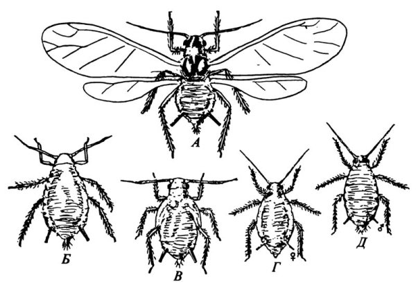 Тля энтомология