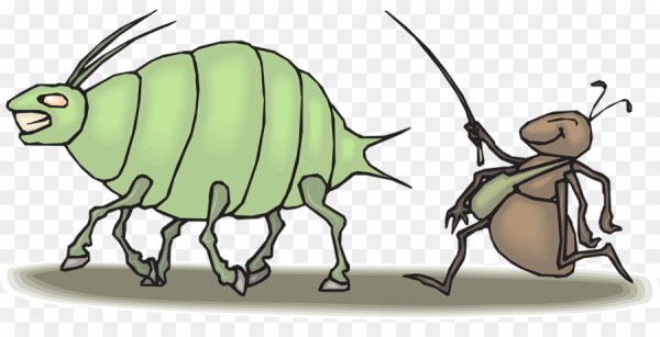 Прикольные рисунки насекомых