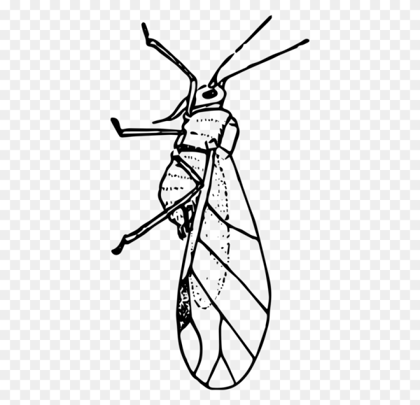 Раскраска тля насекомое для детей