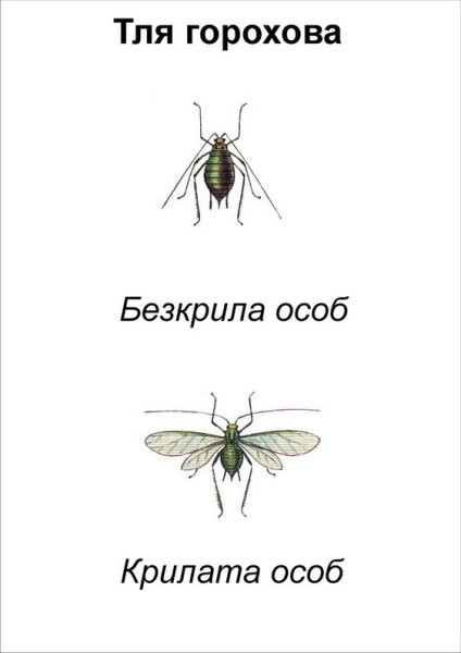 Строение тли