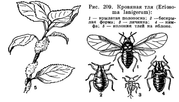 Тля обыкновенная строение