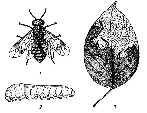 Борьба с насекомыми и грызунами