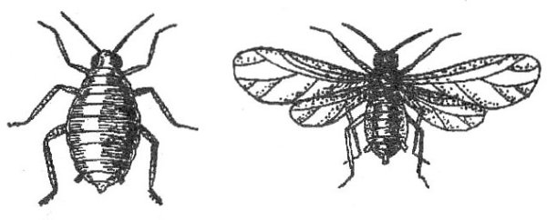 Тля Гороховая (Acyrtosiphon pisi)