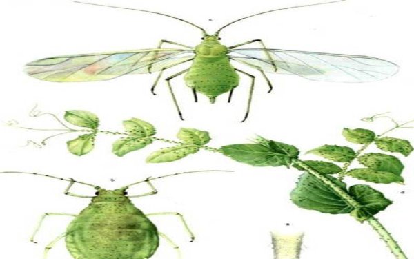 Тля для детей